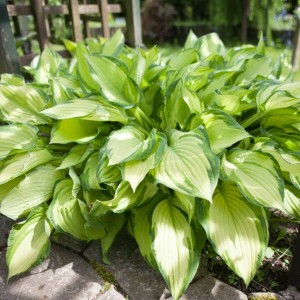 Hosta fortunei Albopicta w ogrodzie duża kępa soliter funkia o jasnych liściach na obwódki i rabaty