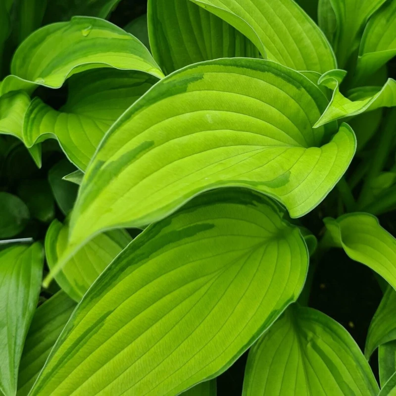 Funkia Albopicta ulistnienie makro blaszka liściowa szerokie liście funkii na wilgotne stanowiska