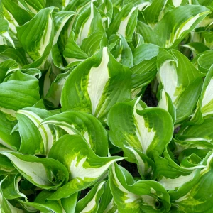 Hosta undulata Variegata liście makro zbliżenie na poskręcane dwubarwne blaszki liściowe funkii falistej do cienia