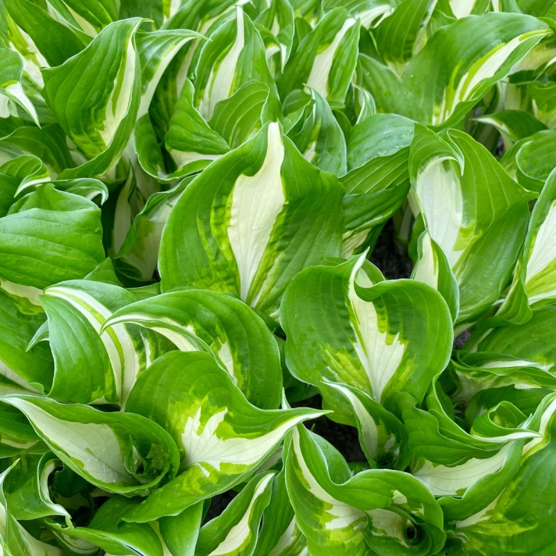 Hosta undulata Variegata liście makro zbliżenie na poskręcane dwubarwne blaszki liściowe funkii falistej do cienia