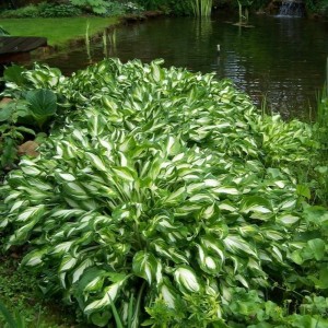 Funkia undulata Variegata nad oczkiem wodnym bylina okrywowa nad wodę dwubarwne biało-zielone liście hosty wilgotne stanowisko