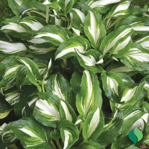 Hosta undulata Variegata krople wody błyszczące biało-zielone ulistnienie funkia o falowanych brzegach roślina zadarniająca