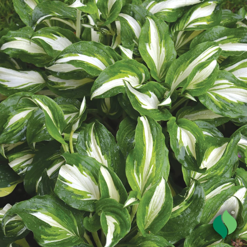 Hosta undulata Variegata krople wody błyszczące biało-zielone ulistnienie funkia o falowanych brzegach roślina zadarniająca