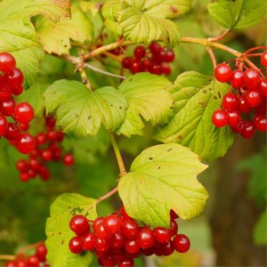 Kalina koralowa owoce Viburnum opulus czerwone korale krzew ozdobny z jadalnymi owocami roślina miododajna