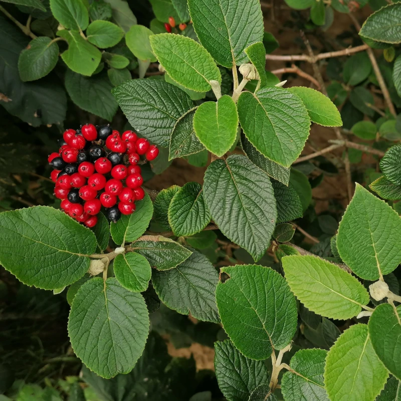 Kalina hordowina owoce Viburnum lantana czerwone i czarne jagody kaliny krzew ozdobny jesienią