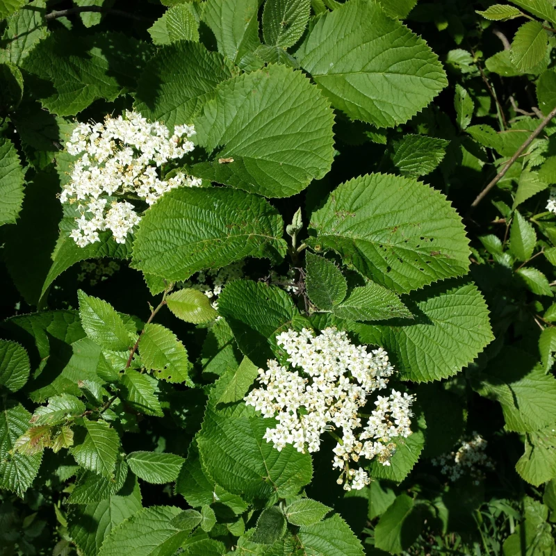 Kalina Viburnum lantana kwiaty białe baldachy kwiatostanowe ozdobny krzew liściasty na stanowiska słoneczne