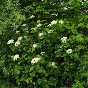 Kalina hordowina żywopłot naturalny kwitnący krzew liściasty roślina na nasadzenia krajobrazowe i do parków