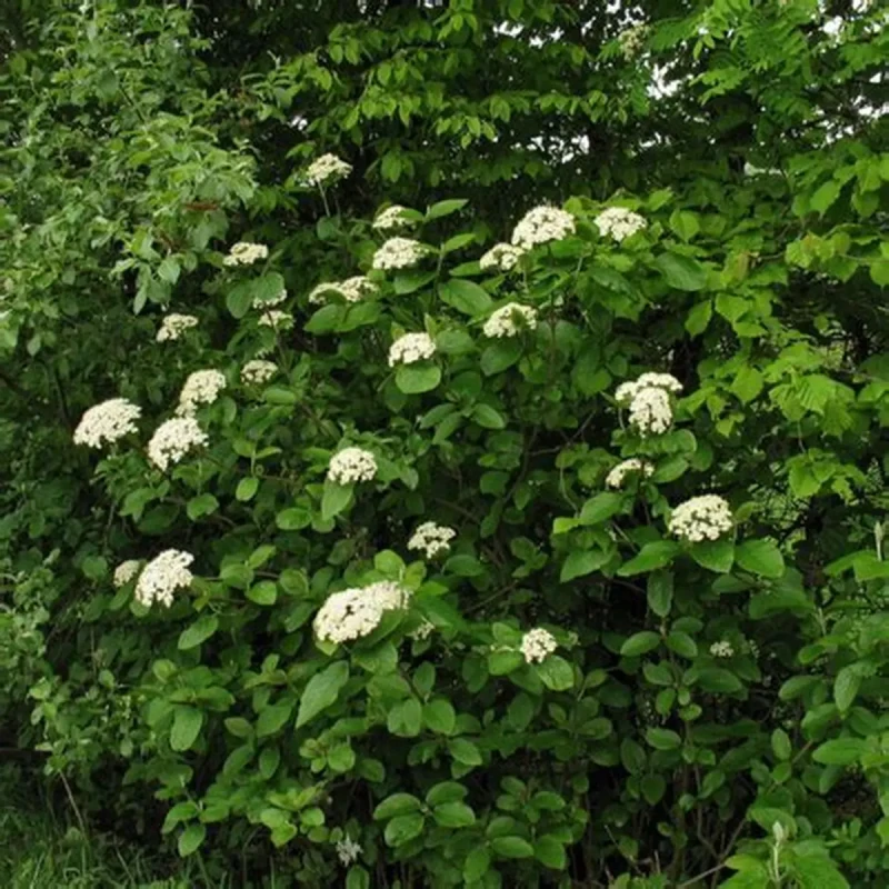 Kalina hordowina żywopłot naturalny kwitnący krzew liściasty roślina na nasadzenia krajobrazowe i do parków