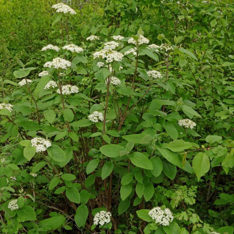 Viburnum lantana kalina hordowina pędy z kwiatami krzew miododajny odporny na suszę i wapienne gleby