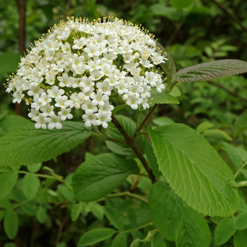 Kalina hordowina kwiat makro Viburnum lantana zbliżenie na białe kwiaty baldachogronu kaliny