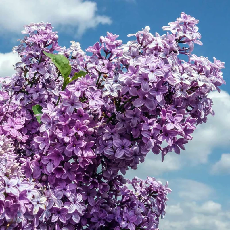 Syringa chinensis Saugeana kwiatostany wiechy bzu na tle nieba odporny lilak chiński obficie kwitnący