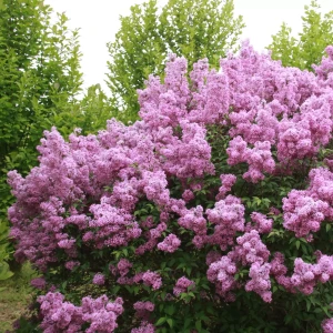 Bez chiński Saugeana w ogrodzie Syringa x chinensis pachnący krzew na żywopłot nieformowany i szpaler