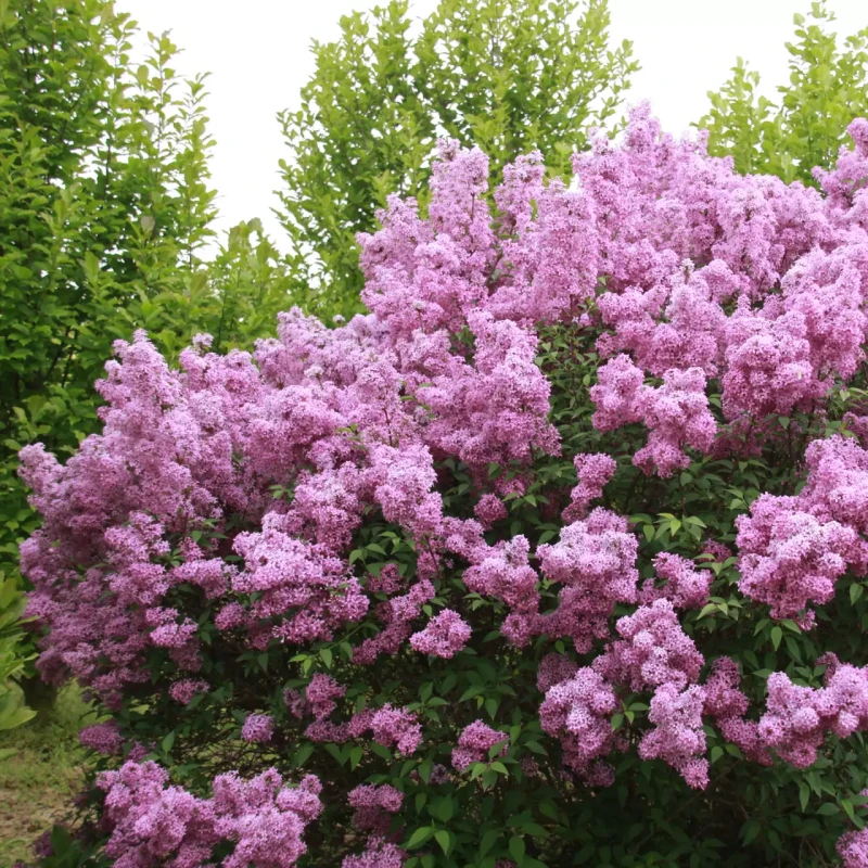 Bez chiński Saugeana w ogrodzie Syringa x chinensis pachnący krzew na żywopłot nieformowany i szpaler