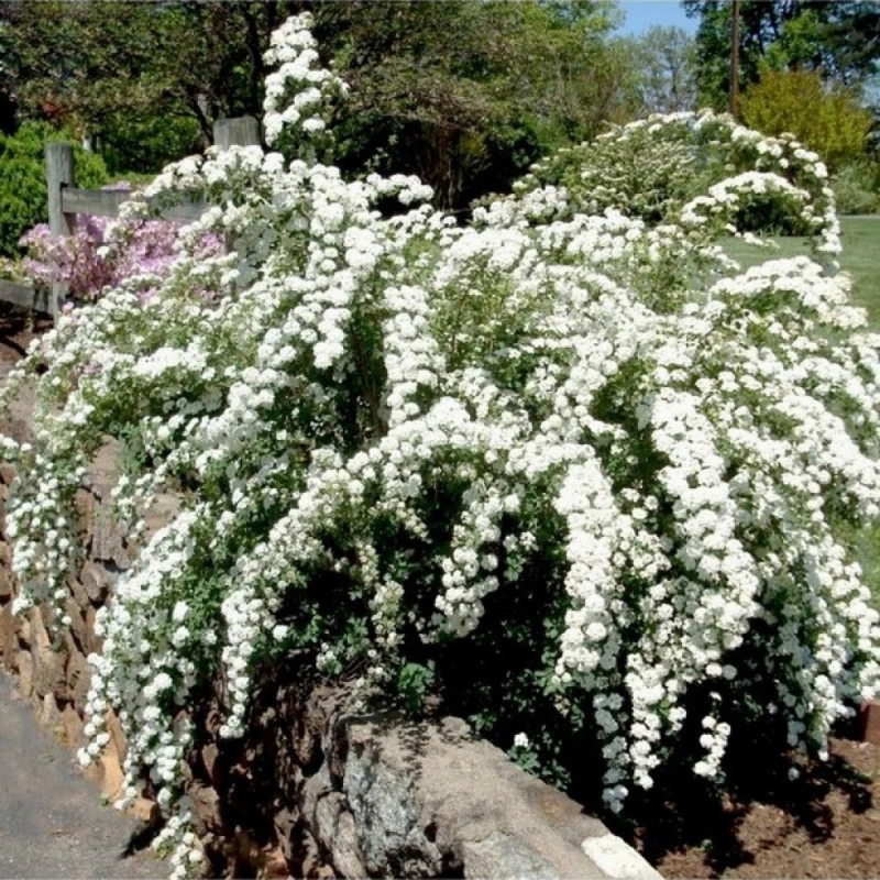 Tawuła June Bride na murku Spiraea nipponica przewieszające się pędy śnieżnobiały krzew ozdobny kwitnący wiosną do ogrodu