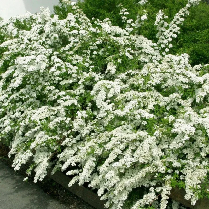 Tawuła nippońska żywopłot Spiraea nipponica June Bride obfite kwitnienie biały krzew na szpalery i żywopłoty nieformowane