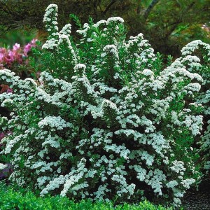 Tawuła nippońska June Bride krzew Spiraea nipponica w parku krzew z białymi kwiatami na rabaty mieszane