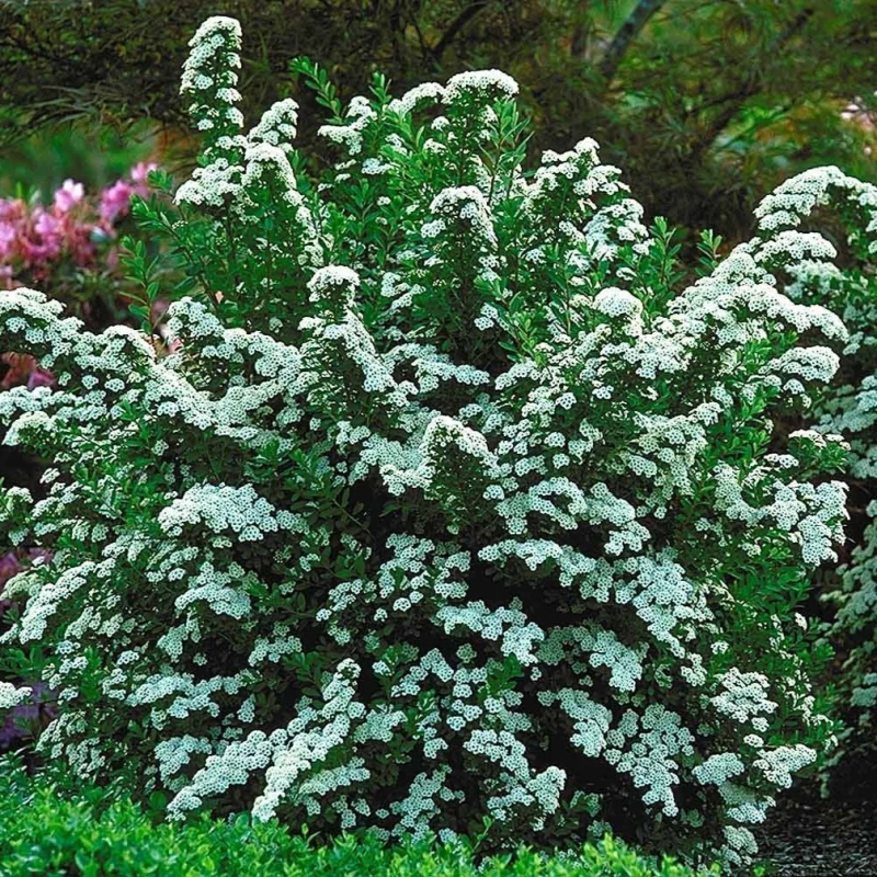 Tawuła nippońska June Bride krzew Spiraea nipponica w parku krzew z białymi kwiatami na rabaty mieszane
