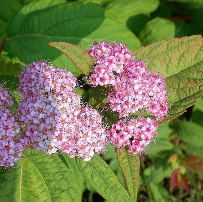 Tawuła japońska Macrophylla kwiaty Spiraea japonica makro zbliżenie na różowe baldachogrony tawuły wielkolistnej miododajny krzew do ogrodu
