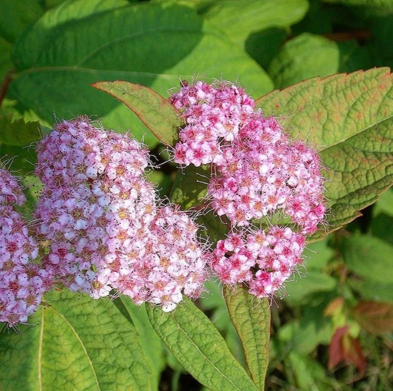 Tawuła japońska Macrophylla kwiaty Spiraea japonica makro zbliżenie na różowe baldachogrony tawuły wielkolistnej miododajny krzew do ogrodu