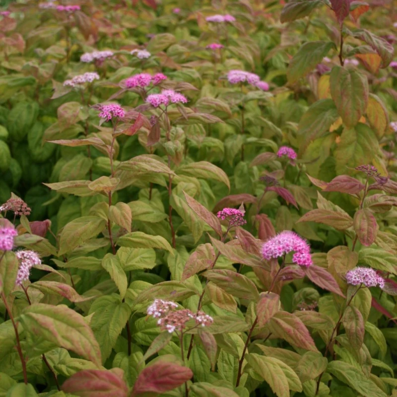 Tawuła japońska Macrophylla krzew Spiraea japonica tawuła wielkolistna krzew okrywowy i żywopłotowy łatwy w uprawie