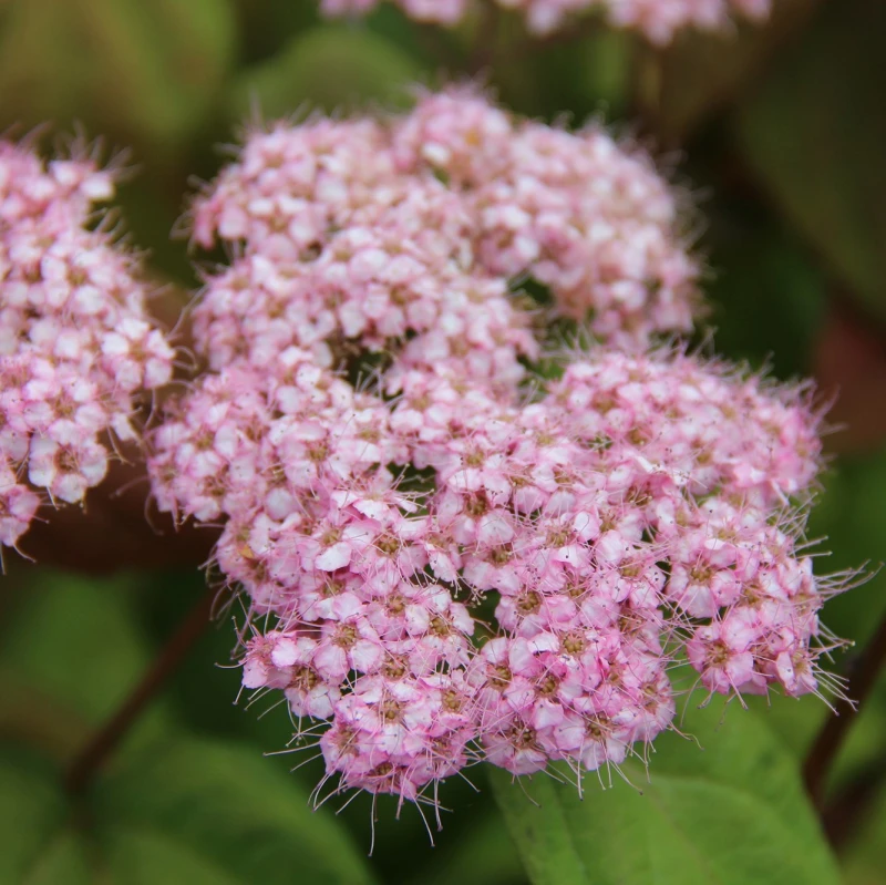 Kwiaty tawuły japońskiej makro Spiraea japonica zbliżenie na pudroworóżowe puszyste kwiaty tawuły letnie kwitnienie krzewu