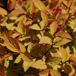 Tawuła japońska Firelight liście Spiraea japonica zbliżenie na złocisto-pomarańczowe ulistnienie krzewu ozdobnego do ogrodu