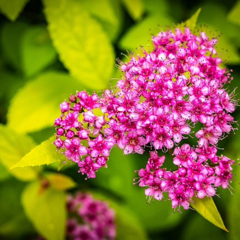 Kwiaty tawuły Firelight makro Spiraea japonica intensywnie różowe kwiatostany tawuły japońskiej krzew miododajny