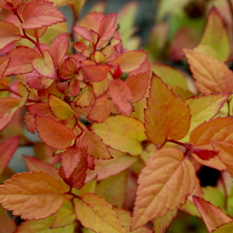 Tawuła Firelight młode przyrosty miedziane liście Spiraea japonica krzew o zmiennym ubarwieniu liści na stanowiska słoneczne