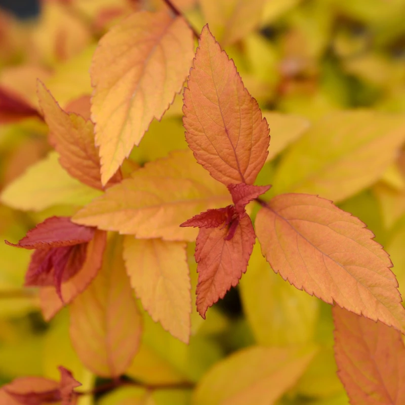 Spiraea japonica Firelight ulistnienie makro płomienne pędy kolorowy krzew liściasty odporny na mróz i suszę