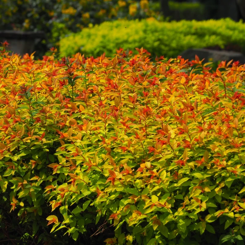 Żywopłot z tawuły Firelight Spiraea japonica niski szpaler złocisty krzew okrywowy na niskie żywopłoty do ogrodu