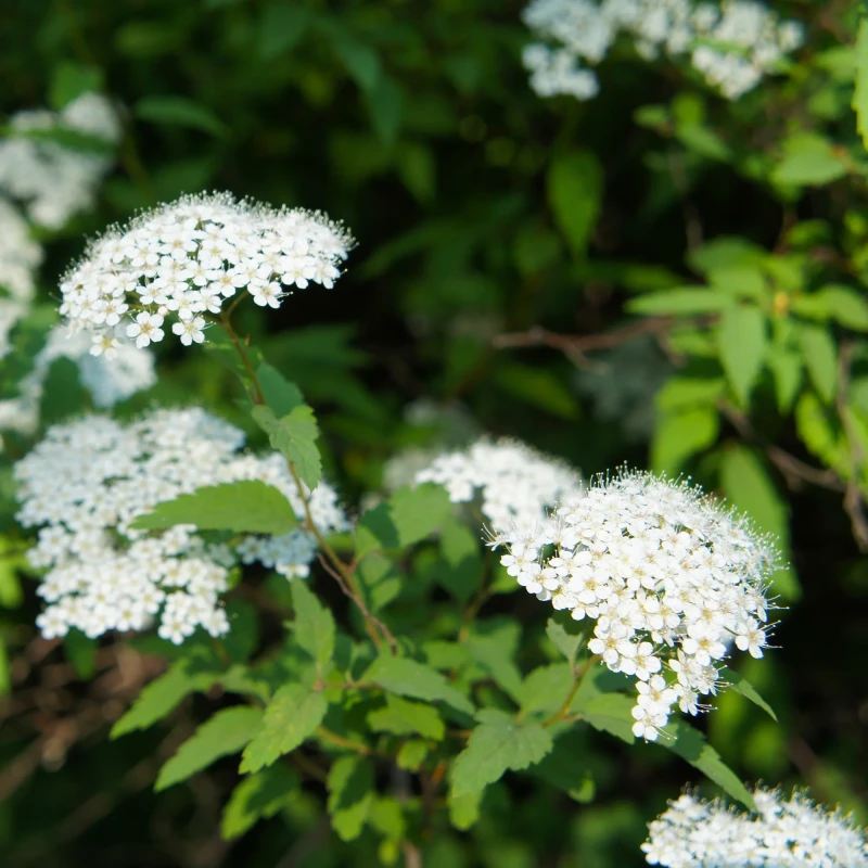Tawuła japońska biała Albiflora kwitnące pędy Spiraea japonica odporny krzew okrywowy na stanowiska słoneczne
