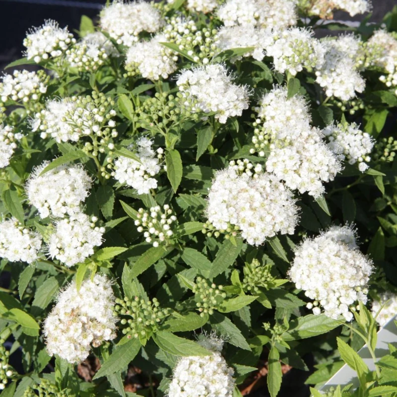 Biała tawuła japońska Albiflora obfite kwitnienie krzewu Spiraea japonica roślina łatwa w uprawie
