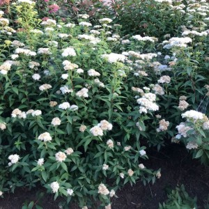 Tawuła japońska Albiflora krzew gruntowy Spiraea na rabacie mrozoodporny krzew ozdobny na tereny zieleni