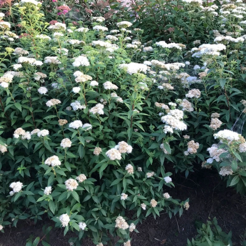 Tawuła japońska Albiflora krzew gruntowy Spiraea na rabacie mrozoodporny krzew ozdobny na tereny zieleni