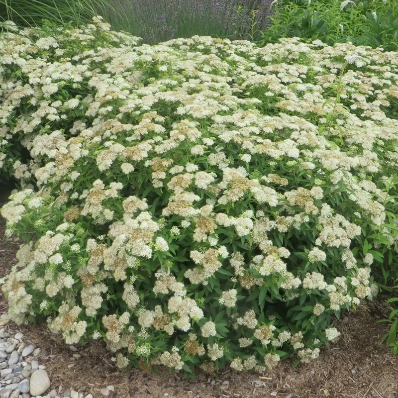 Tawuła Albiflora duży krzew Spiraea japonica biała kopuła kwiatowa krzew miododajny do nasadzeń miejskich i ogrodów