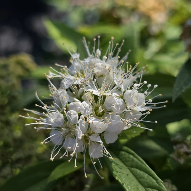 Tawuła japońska Albiflora kwiaty makro Spiraea japonica zbliżenie na białe kwiatostany tawuły japońskiej roślina miododajna