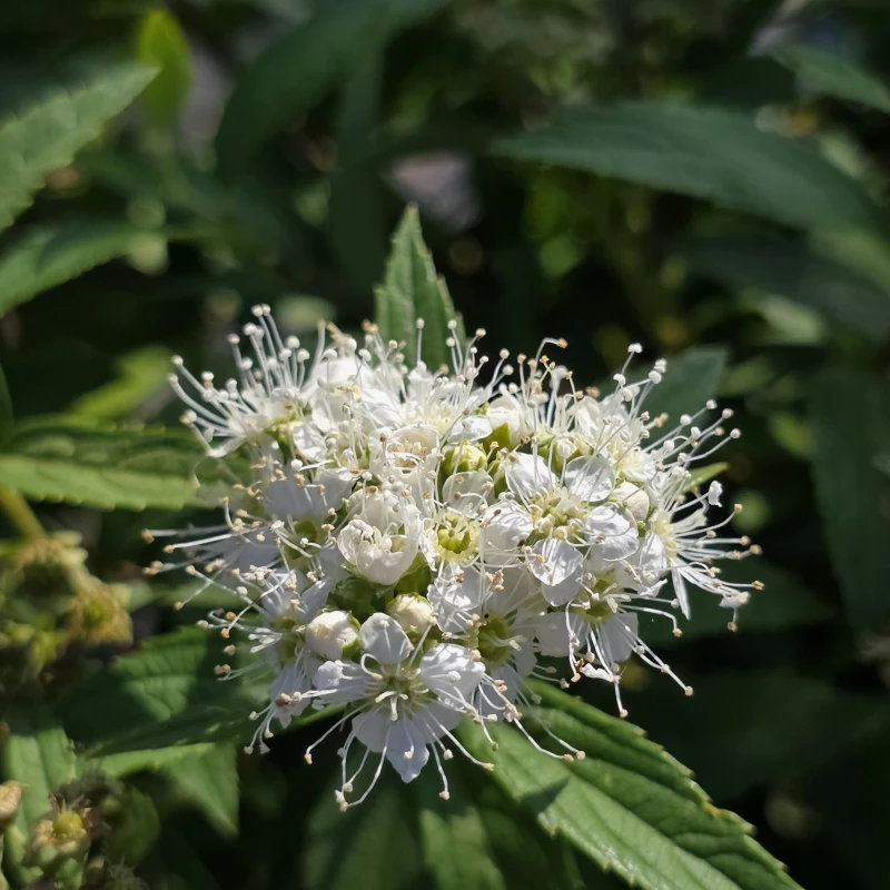Spiraea japonica Albiflora kwiatostan tawuła o białych kwiatach karłowy krzew liściasty kwitnący latem do ogrodu