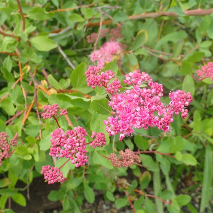 Tawuła gęstolistna pąki i kwiaty Spiraea densiflora gałązka różowe baldachy kwiatowe tawuły roślina na słońce