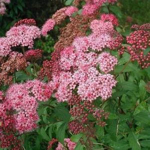 Spiraea densiflora kwitnienie gęste różowe kwiaty tawuły krzew ozdobny na obwódki i do ogrodu