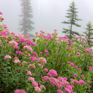 Tawuła gęstolistna w naturze Spiraea densiflora krajobraz górski mrozoodporny krzew okrywowy łatwy w uprawie