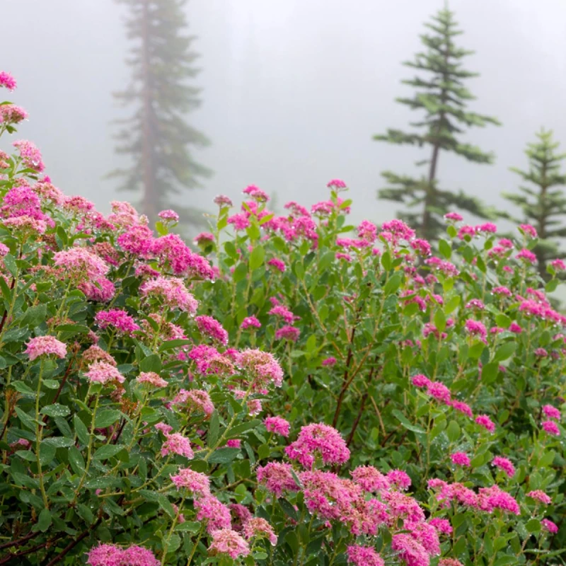 Tawuła gęstolistna w naturze Spiraea densiflora krajobraz górski mrozoodporny krzew okrywowy łatwy w uprawie