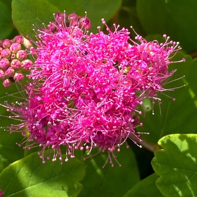 Tawuła gęstolistna kwiaty makro Spiraea densiflora zbliżenie fuksjowe puszyste kwiatostany tawuły