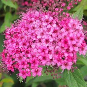 Spiraea densiflora baldachogron makro różowe kwiatuszki tawuły drobne kwiaty tawuły gęstolistnej z bliska