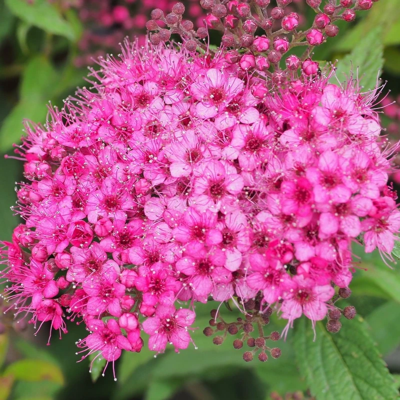 Spiraea densiflora baldachogron makro różowe kwiatuszki tawuły drobne kwiaty tawuły gęstolistnej z bliska