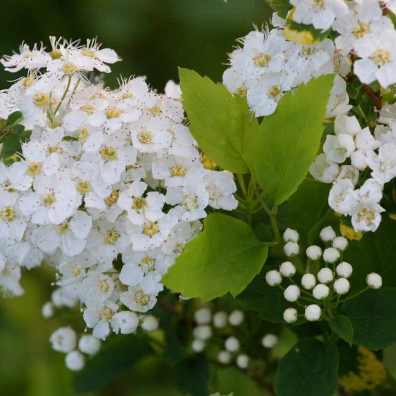 Tawuła ożankolistna Spiraea chamaedryfolia kwiaty makro zbliżenie na białe kwiatostany tawuły wczesnej krzew miododajny do ogrodu