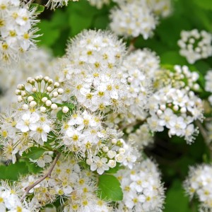 Tawuła ożankolistna kwiatostan Spiraea chamaedryfolia zbliżenie na puszyste białe kwiaty tawuły krzew ozdobny kwitnący wiosną