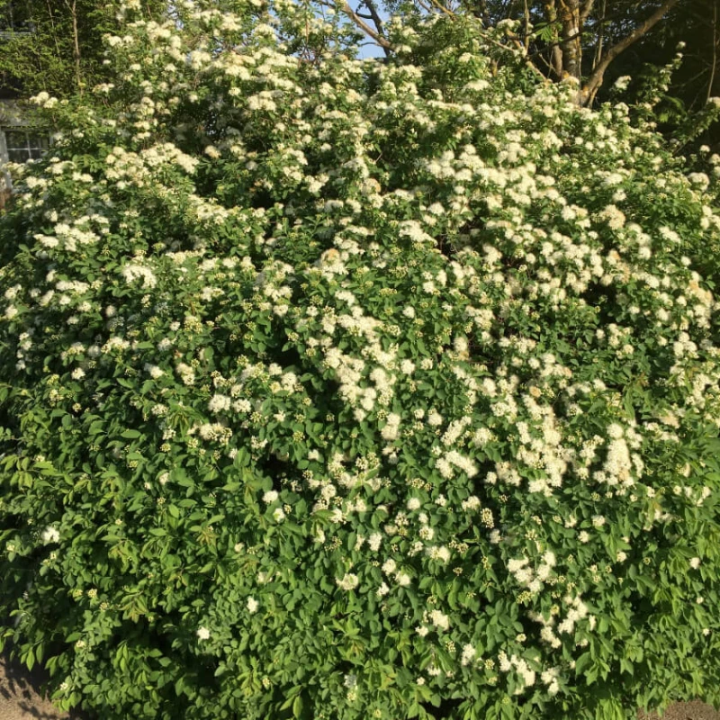 Tawuła ożankolistna duży krzew Spiraea chamaedryfolia soliter mrozoodporny krzew kwitnący na biało do parków i ogrodów