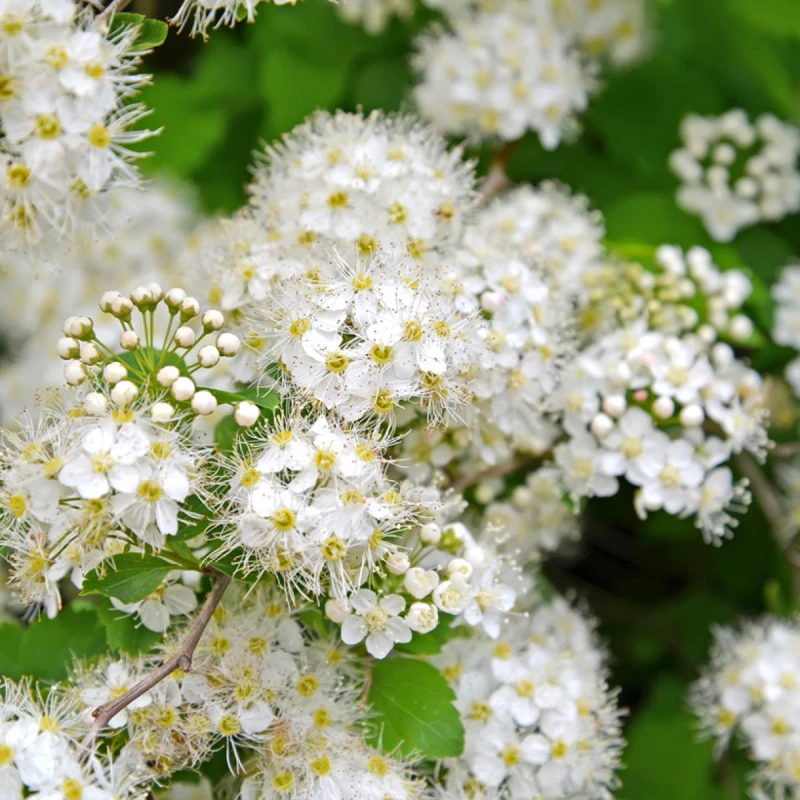 Kwiaty tawuły ożankolistnej makro Spiraea chamaedryfolia detal kwiatostanu biały krzew okrywowy łatwy w uprawie