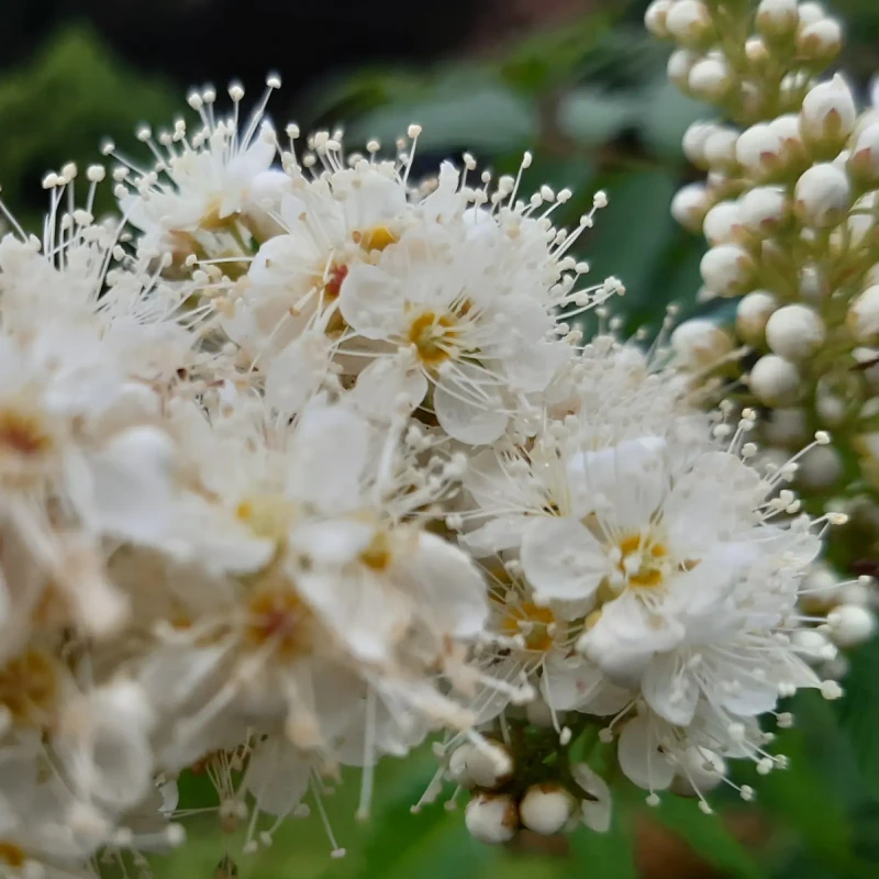 Tawlina jarzębolistna kwiaty makro Sorbaria sorbifolia wiecha kwiatowa miododajne białe kwiaty tawliny krzew do ogrodu