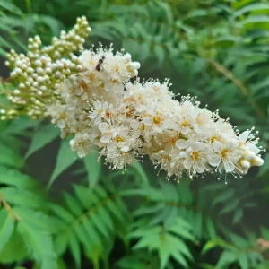 Sorbaria sorbifolia kwiatostan wiecha tawlina jarzębolistna kwitnienie krzew miododajny dla owadów i pszczół